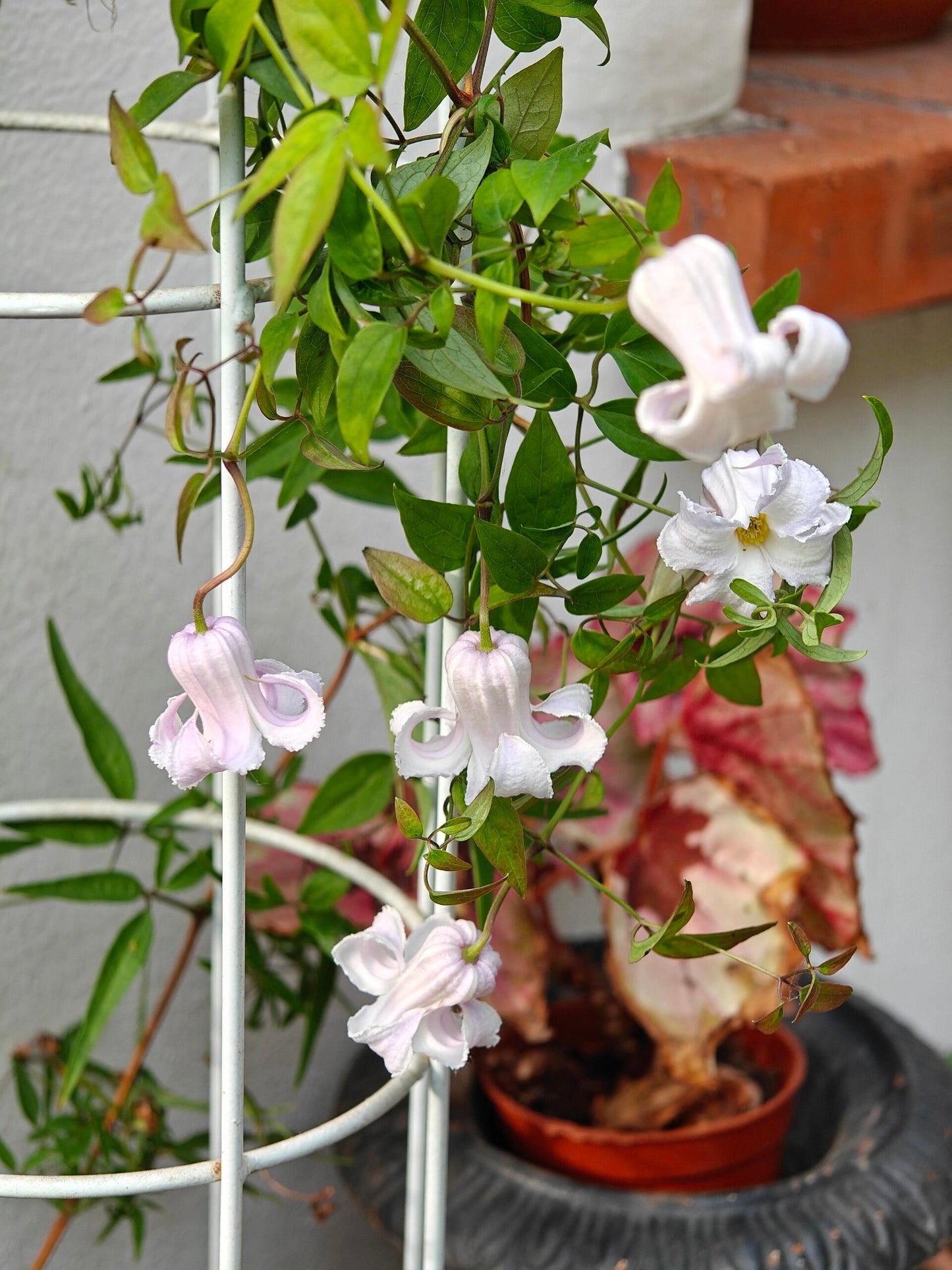 Blue Octopus Clematis【クリスパ・エンジェル| Crispa Angel】-LivePlant｜克里斯帕天使｜Bell-shaped｜Clematis florida var. sieboldiana｜タコクレマチス