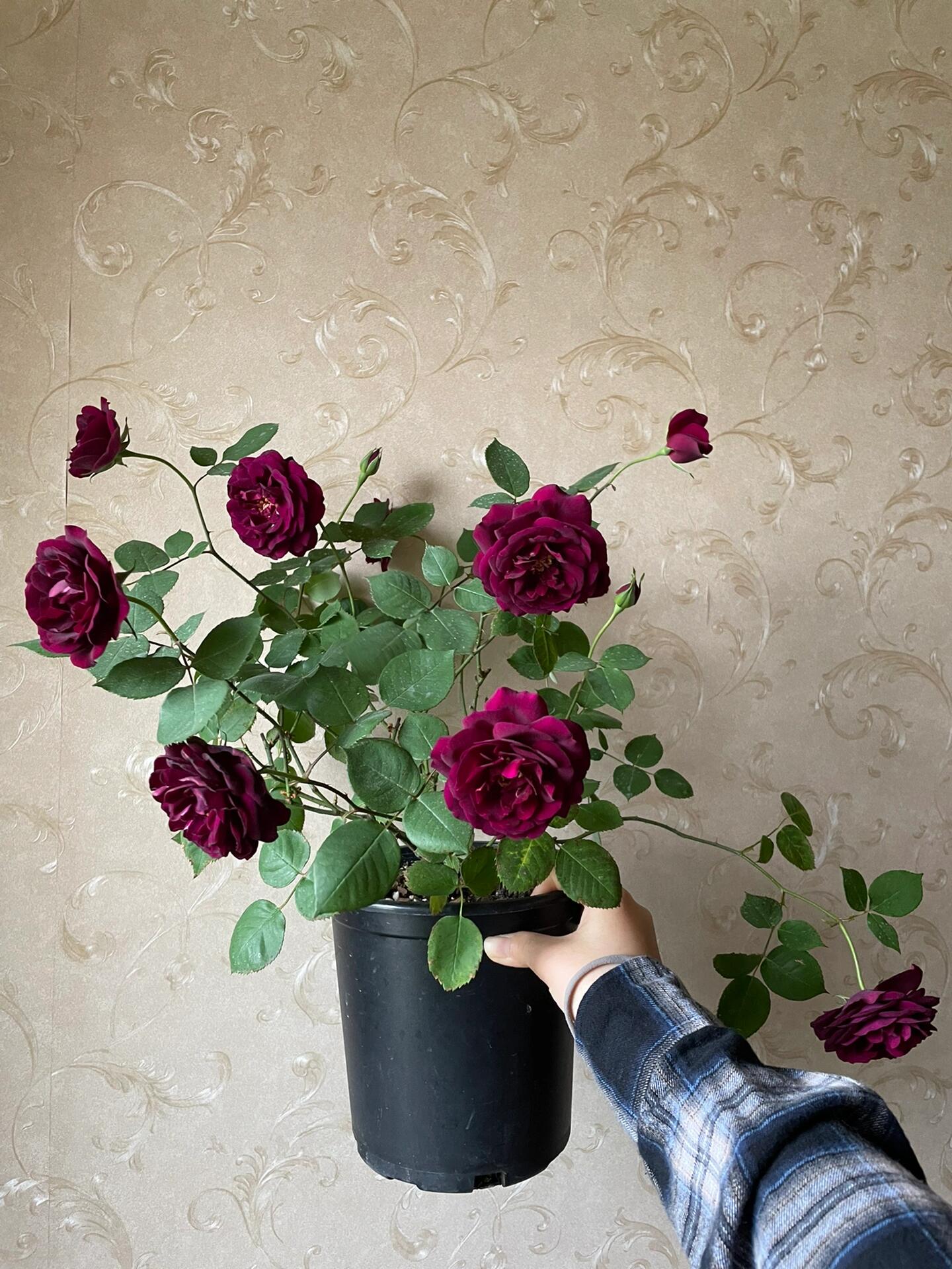 Rose【Louis XIV｜ルイ14世】-OwnRoot LivePlant｜路易十四| Classic Vintage Black Velvet Rose｜Strong Fragrance| Cut Flower| Retro Fuchsia| Balcony