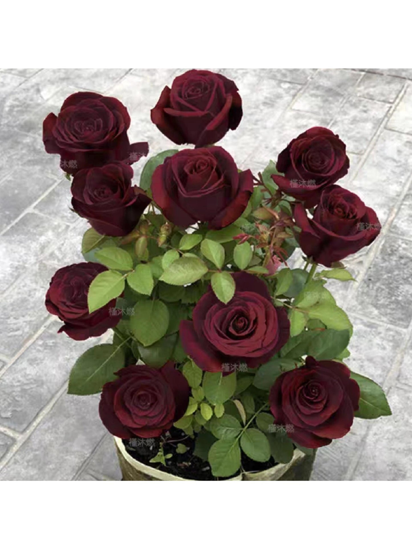 Rose【Louis XIV｜ルイ14世】-OwnRoot LivePlant｜路易十四| Classic Vintage Black Velvet Rose｜Strong Fragrance| Cut Flower| Retro Fuchsia| Balcony