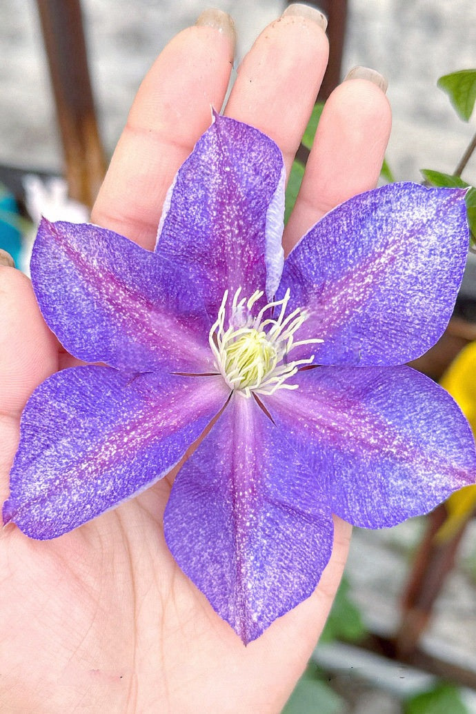 Clematis【Chameleon】- LivePlant｜变色龙｜Sandblasted Flowers