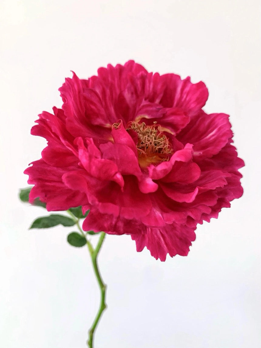 Rose【Ligare｜リガーレ】- 真彩 230| Striped | 领带| Heat Resistant| Intense Fragrance| Peony Bloom| Floribunda | Wave Petals