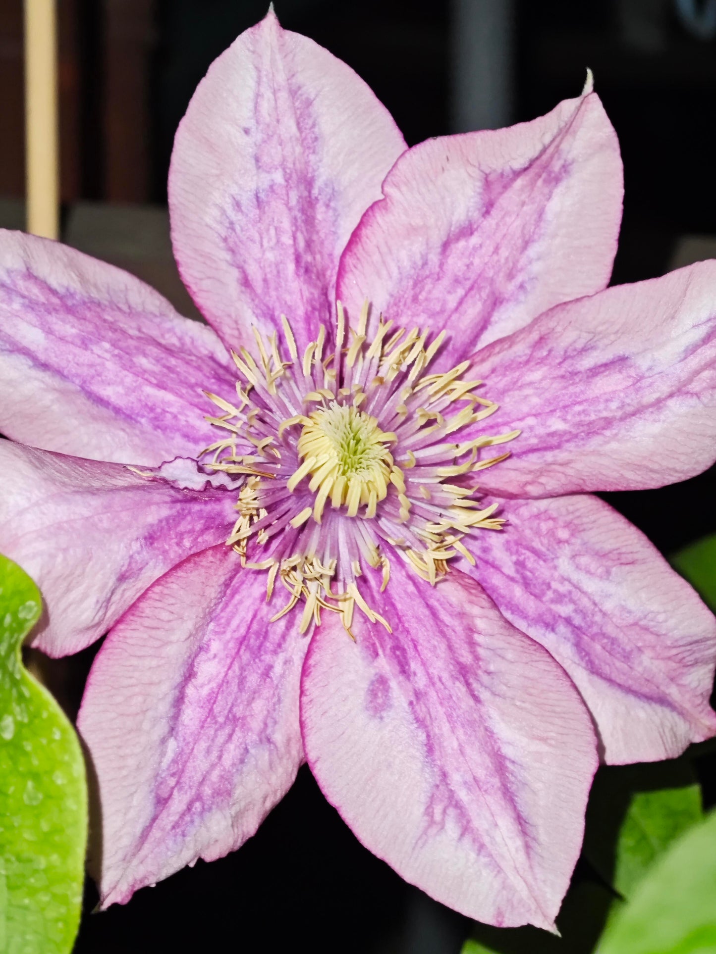 Rare Rare Clematis【Paradiso】-LivePlan｜天堂｜帕拉迪索| Double-flowered| Cold Hardy| Perennial| Pollinator Friendly| Low Maintenance| Easy 2 Grow