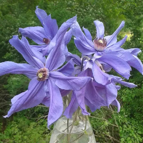 Clematis【Sizaia Ptitsa|  幸せの鳥】-9P LivePlant| 幸福之鸟| Sizaja Ptitsa| Large Bloom| Rare Clemtis| 행복의 새