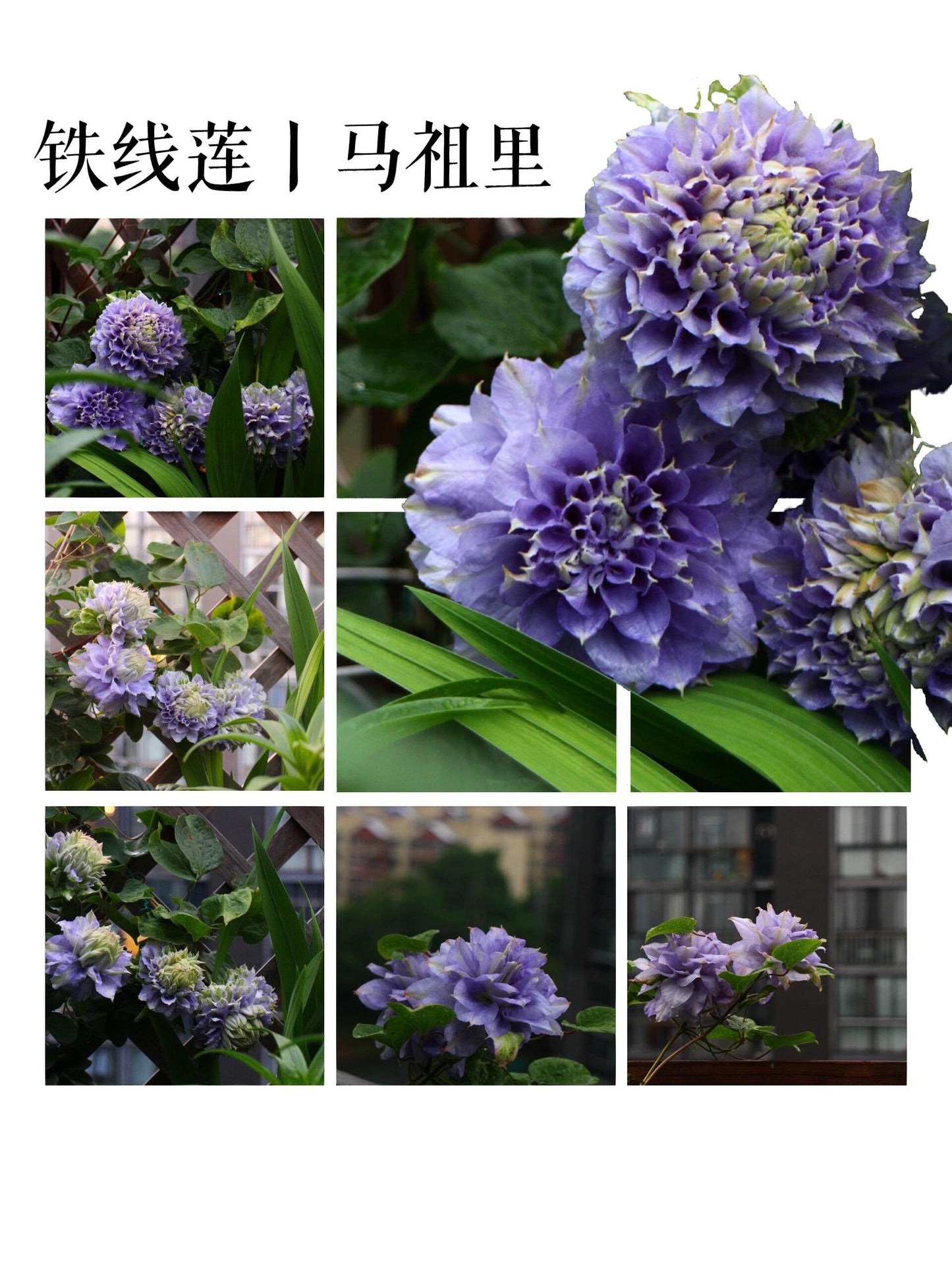 Clematis【Marury| マズリ】- 9P LivePlant｜Polish Rare Clematis| 马祖里 | Late Large-Flowered| Cold Hardy| Easy to Grow