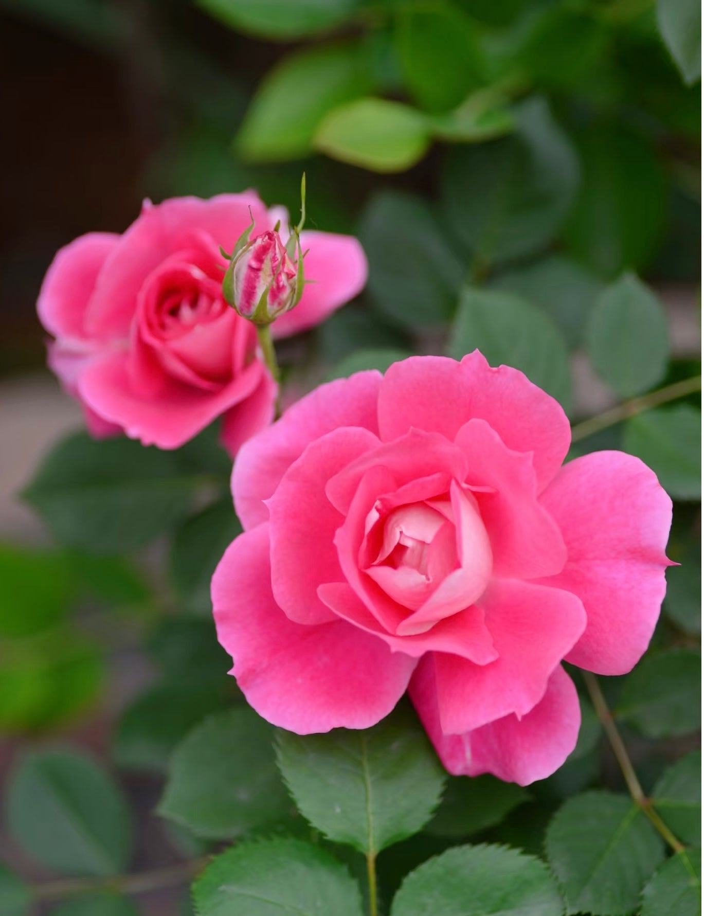 Rose【Carefree Wonder】- 1 Gal LivePlant｜仙境