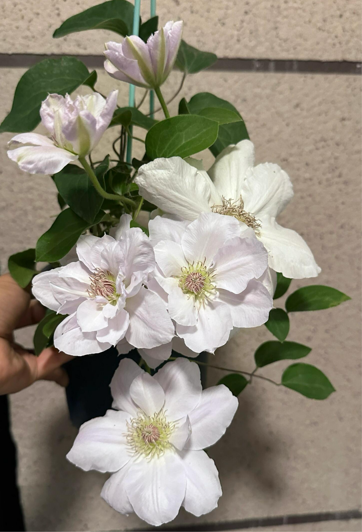 Rare Clematis【Innocent Blush】-LivePlant｜羞答答｜7 Lucky Petals｜