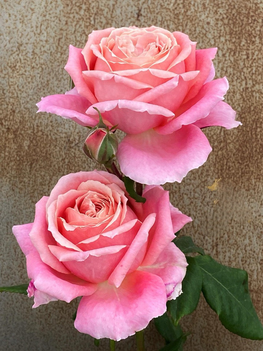 Rose【Anne-Sophie Pic】-1.5 Gal OwnRoot LivePlant｜安索菲比克｜Heat-Resistant