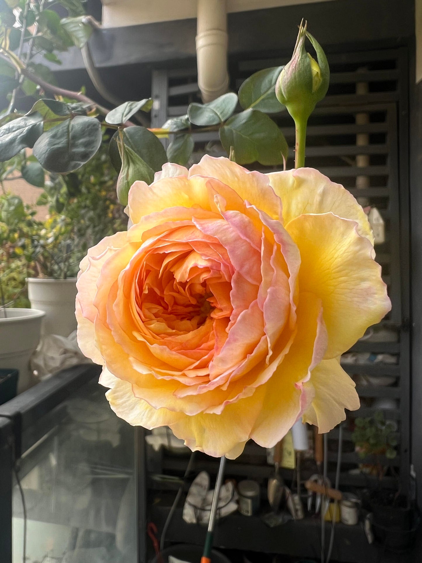 Rose【Kagelou| カゲロウ】- Japanese 2020 New varieties| 阳炎/蜉蝣| Fruity Fragrance| Discoloration| Ruffled bloom| Especially| Floribunda| Redolent|  HeatResistant