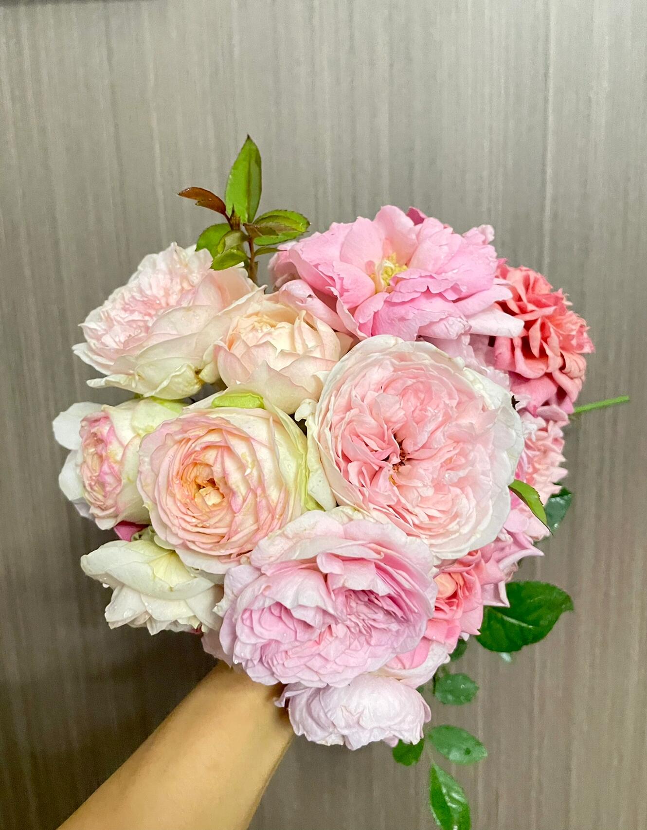 Rose【ArmureBlanche｜アルヌワブラン】-1.5 Gal OwnRoot LivePlant｜幻彩 ｜Japanese Rare Rosa