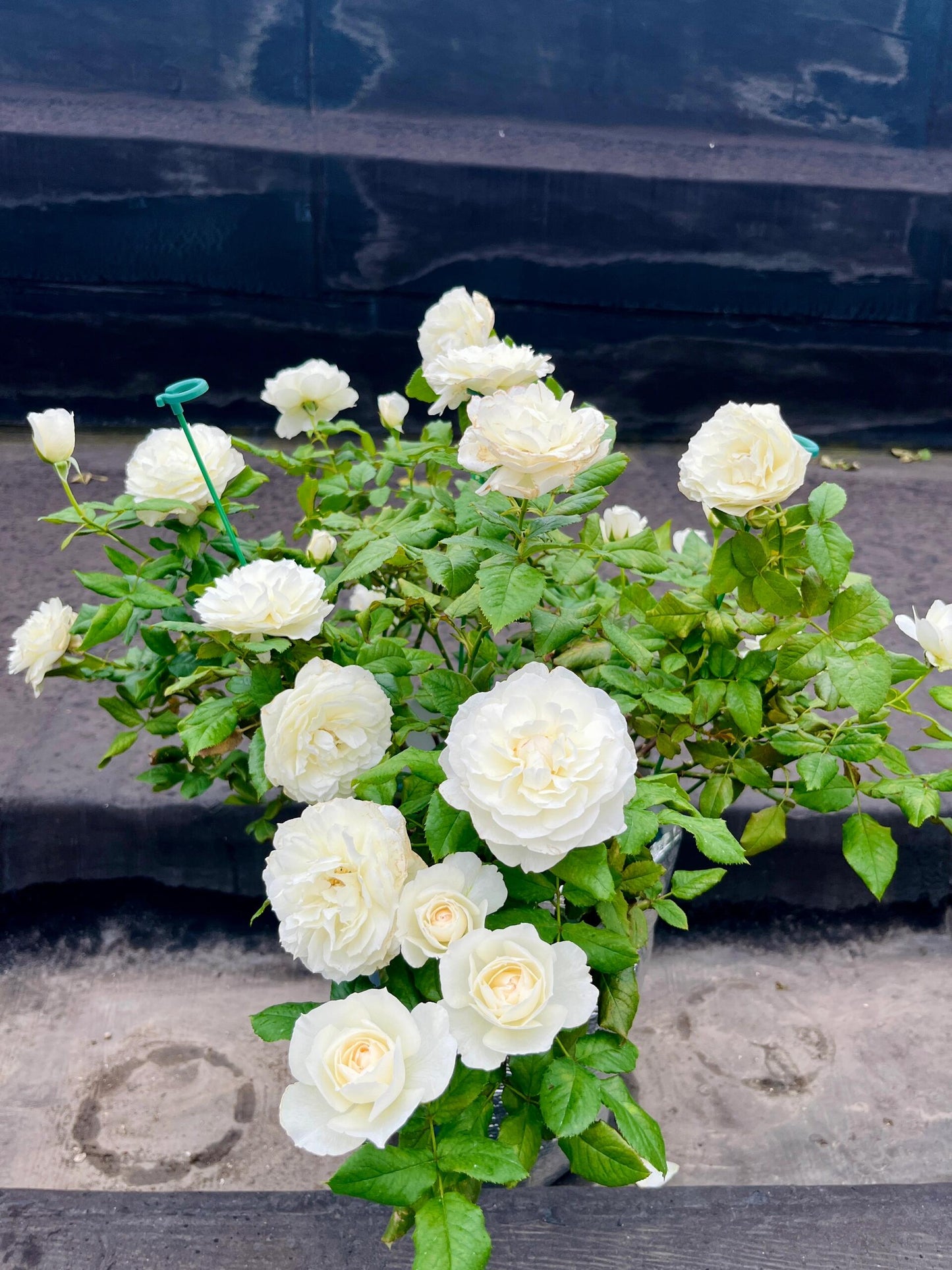 Rose【Shizuku｜しずく】-1.5Gal OwnRoot LivePlant｜心之水滴| Extended vase life| Long florescence | Prolific blooming| Floribunda Rose| Everbloomer