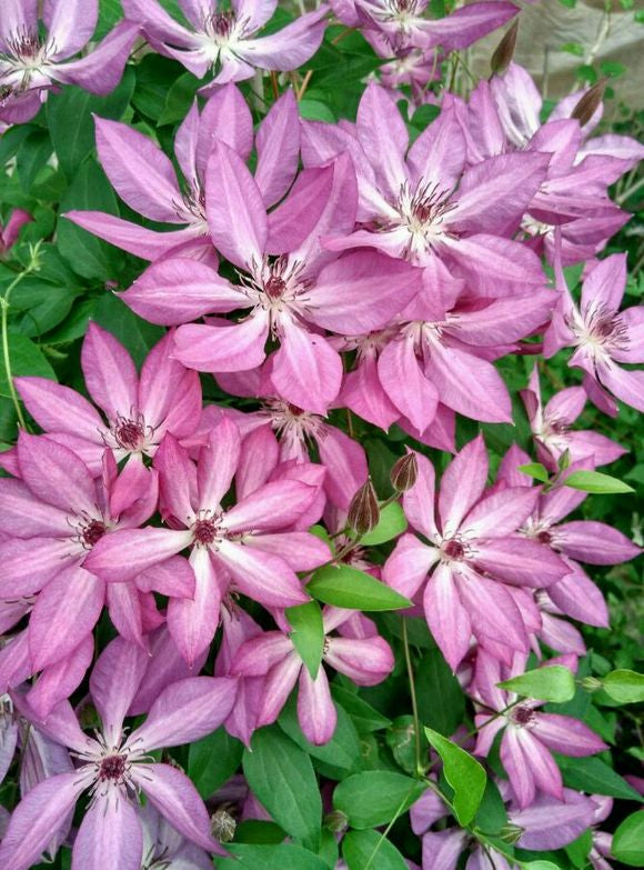 Clematis【Lizard｜トカゲ 】- LivePlant｜蜥蜴| Large Flowering| Cold Hardy| Fast-Growing| Flower Waterfall| Perennial| Pot Friendly| RareVine| Archway