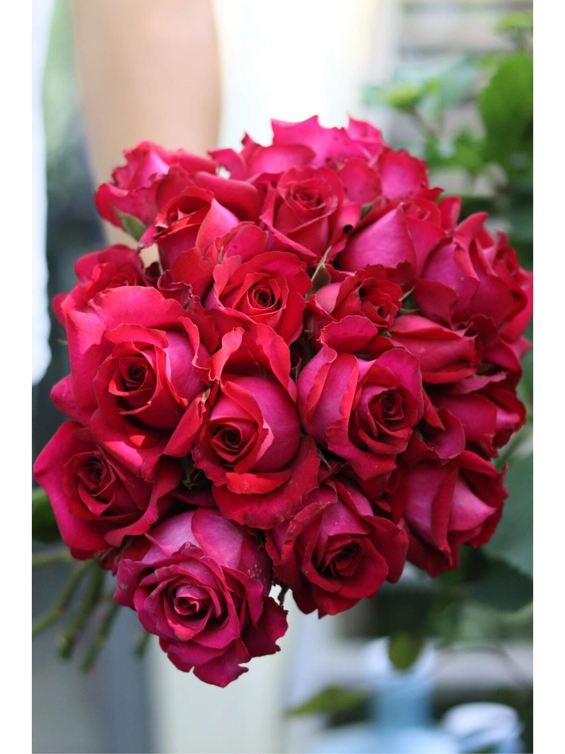 Rose【Belles Rives| Stiletto】- 1.5Gal OwnRoot LivePlant| Love Rosa｜Cheery Red｜美人丽芙| Bloom Repeatedly| Intense Fragrance| Cutting Rosa