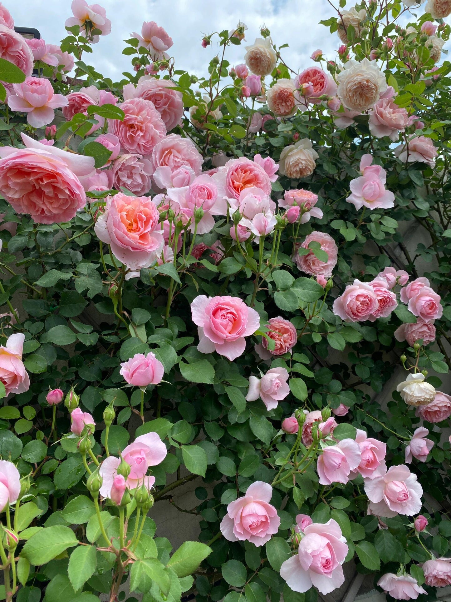 Rose【Dames de Chenonceau| Delpabra】- 舍农索城堡的女人| Floribunda Rose| Redolent| Gradient | Vining Rosa| Everbloomer