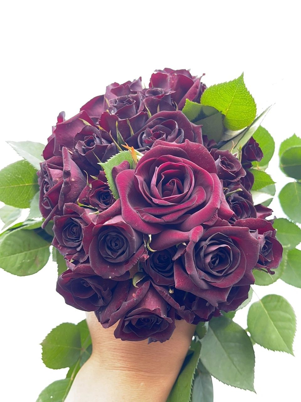 Rose【Louis XIV｜ルイ14世】-OwnRoot LivePlant｜路易十四| Classic Vintage Black Velvet Rose｜Strong Fragrance| Cut Flower| Retro Fuchsia| Balcony