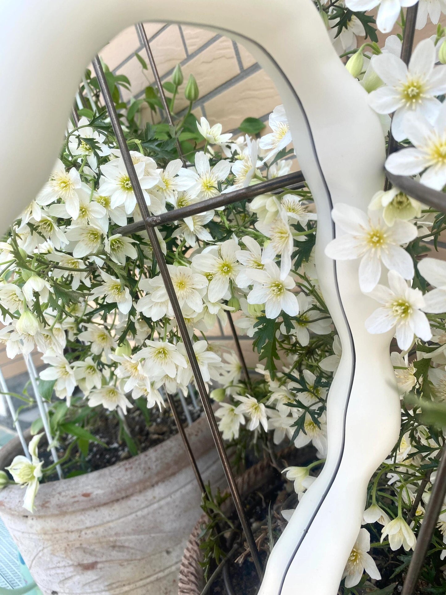 Clematis【Joe】- Liveplant｜银币｜Popular Floral waterfall