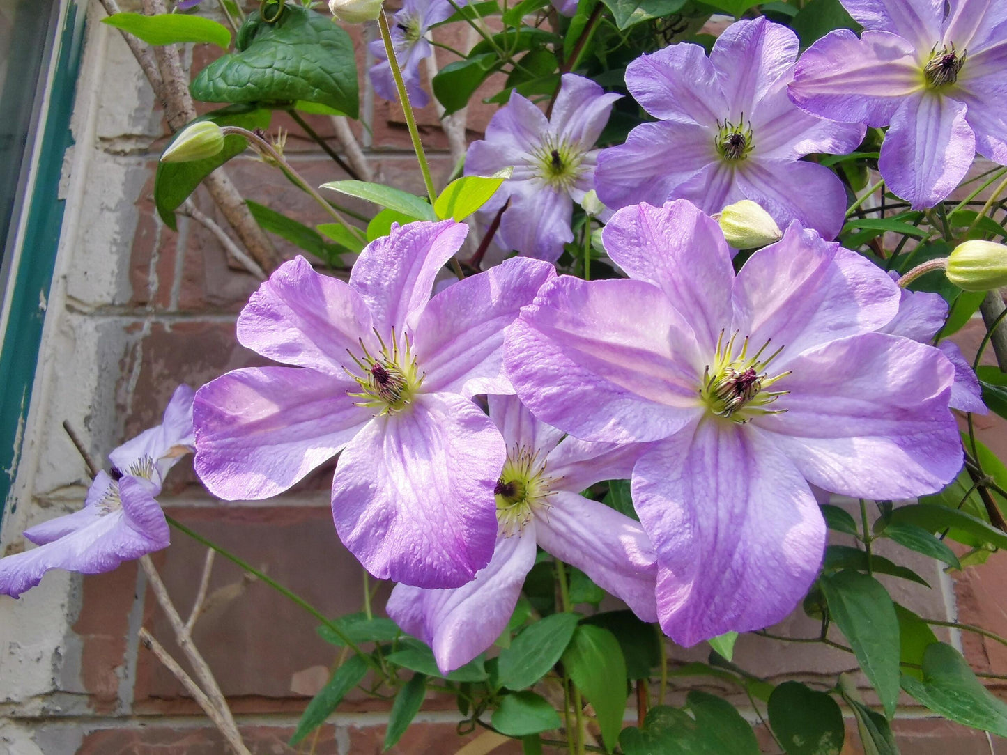 Clematis【Sea Breeze】- Live plant with flower buds｜海风｜Blue Clematis