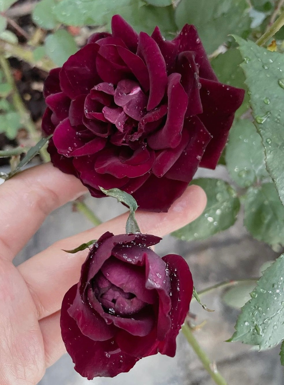 Rose【Louis XIV｜ルイ14世】-OwnRoot LivePlant｜路易十四| Classic Vintage Black Velvet Rose｜Strong Fragrance| Cut Flower| Retro Fuchsia| Balcony