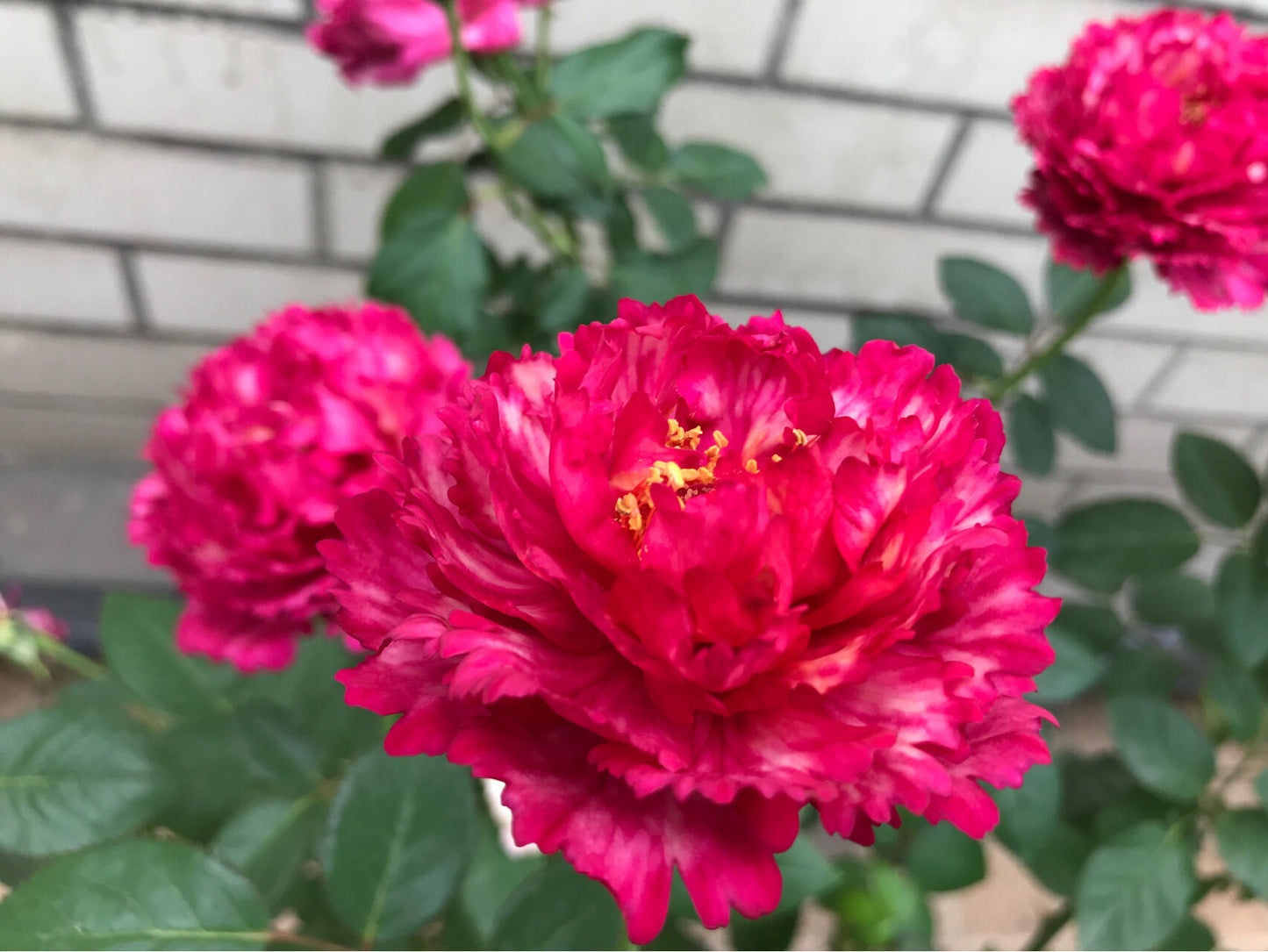 Rose【Ligare｜リガーレ】- 真彩 230| Striped | 领带| Heat Resistant| Intense Fragrance| Peony Bloom| Floribunda | Wave Petals