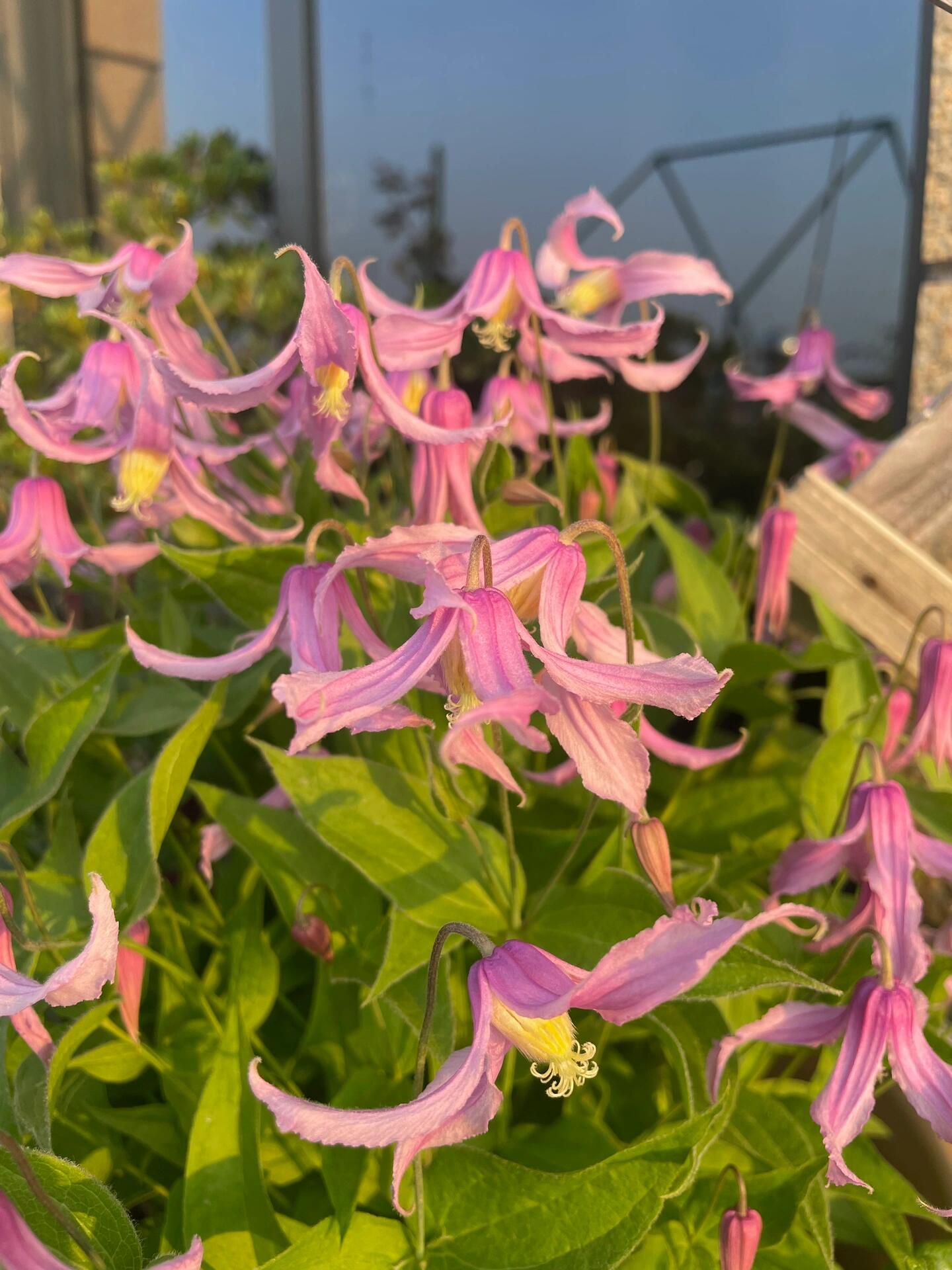 Clematis【Hanajima｜はなじま｜花島】- LivePlant｜花岛| Ballet Dancer| Upright clematis, perfect for container planting| Easy to Grow| Low Maintenance