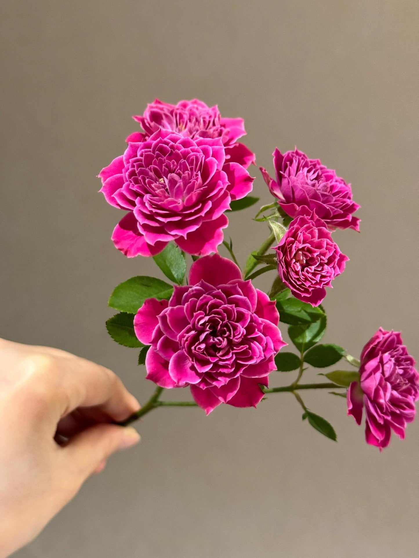 Rose【Marriotta】- 2 Gal Own Root | Maccricke,Cricket |Rare Miniature|Cut Flower |Mild Fragrance|  Gradient |Shrub| lotus blooms| 马里奥塔