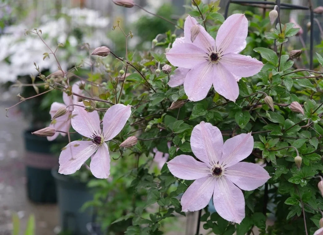 Rare Clematis【Pixie Dust】- LivePlant｜仙尘 ｜Polish Variety｜Vigorous Growth｜Abundant Blooms