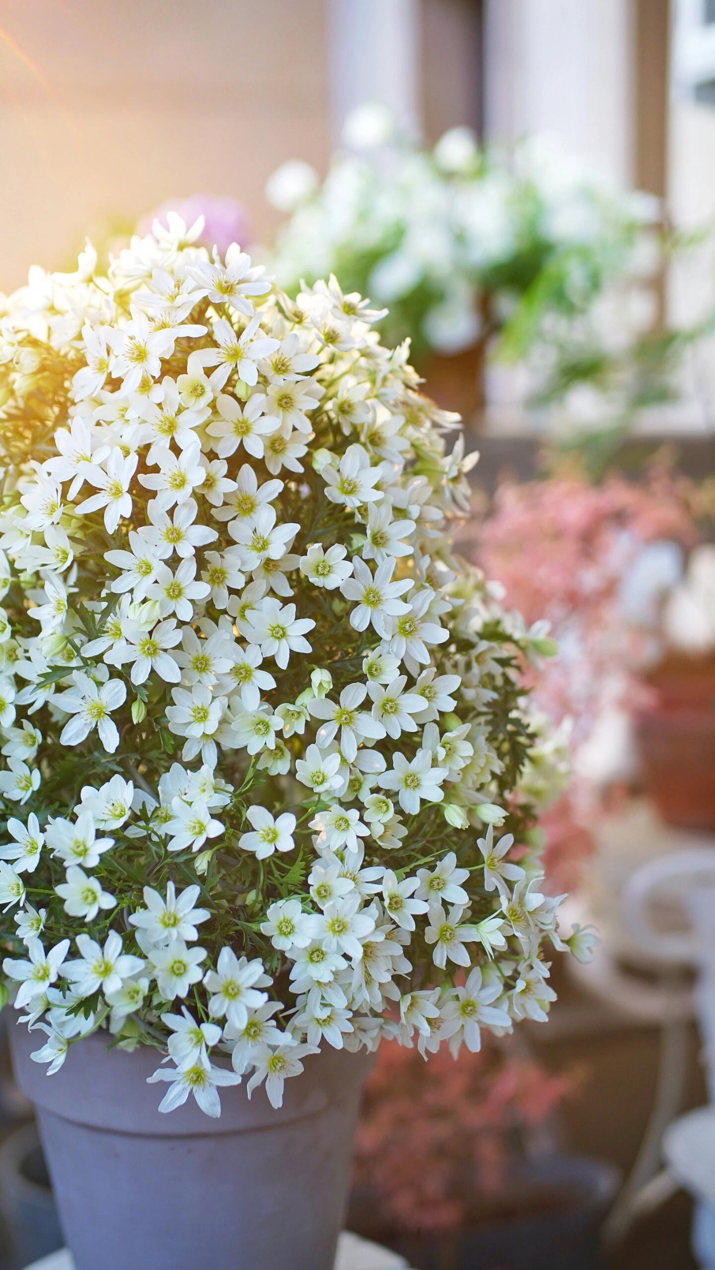 Clematis【Joe】- Liveplant｜银币｜Popular Floral waterfall