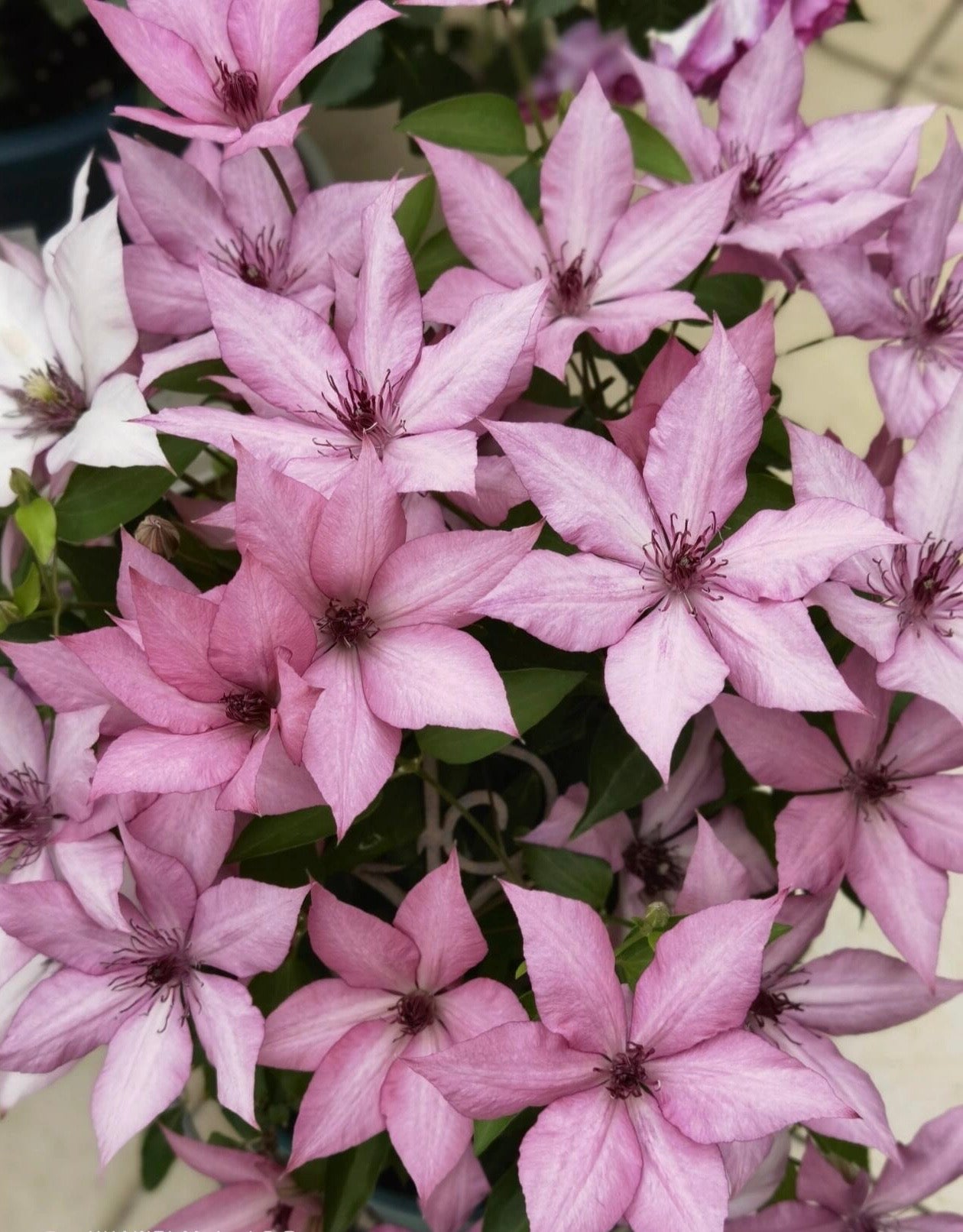 Clematis【Giselle】- LivePlant｜吉赛尔｜Large Flower｜Vintage Pink| Cold Hardy| Exquisite| Flower Waterfall| Beginner-Friendly| Compact Patio| Vine