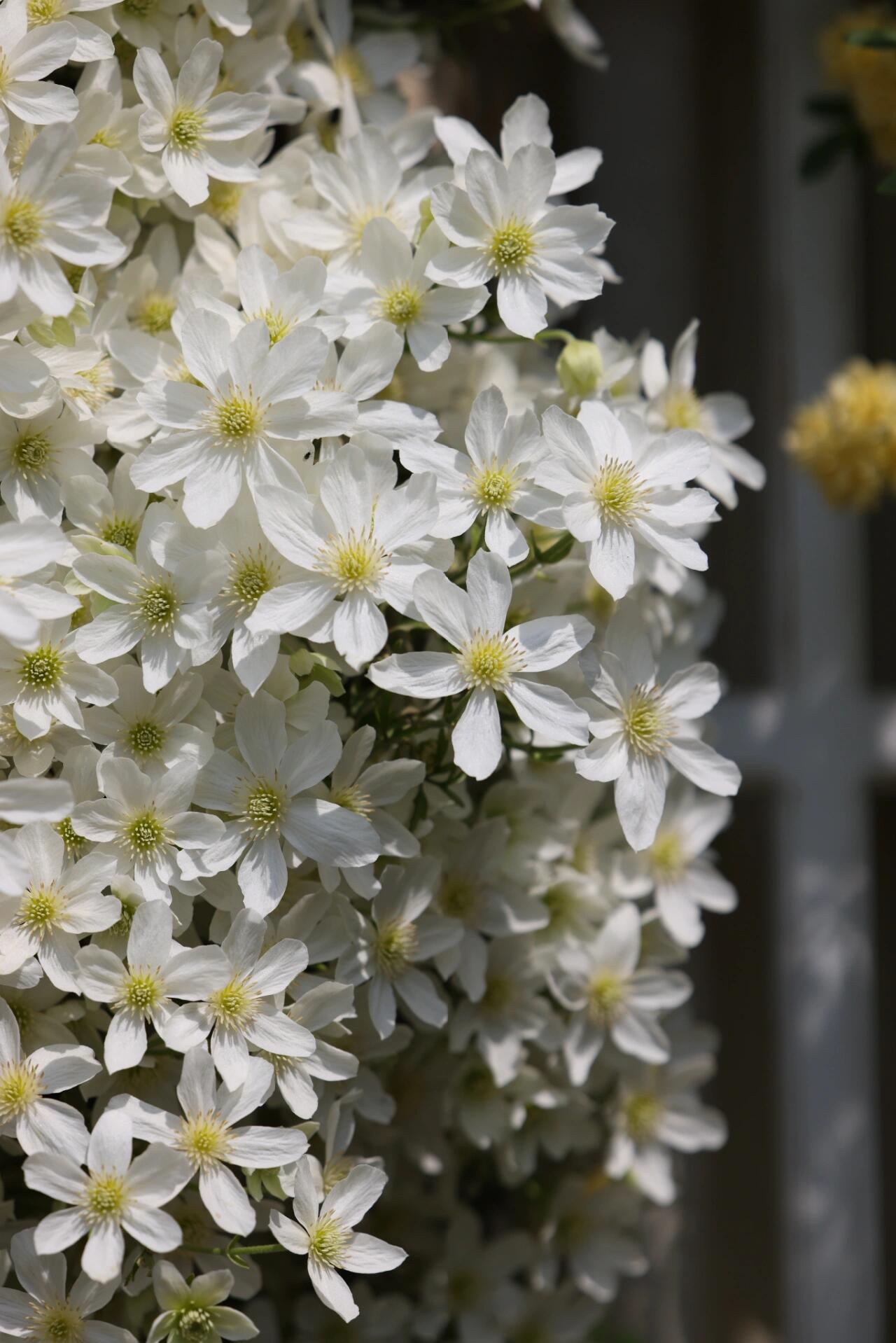 Clematis【Avalanche】-LivePlant｜雪崩｜Popular White Clematis