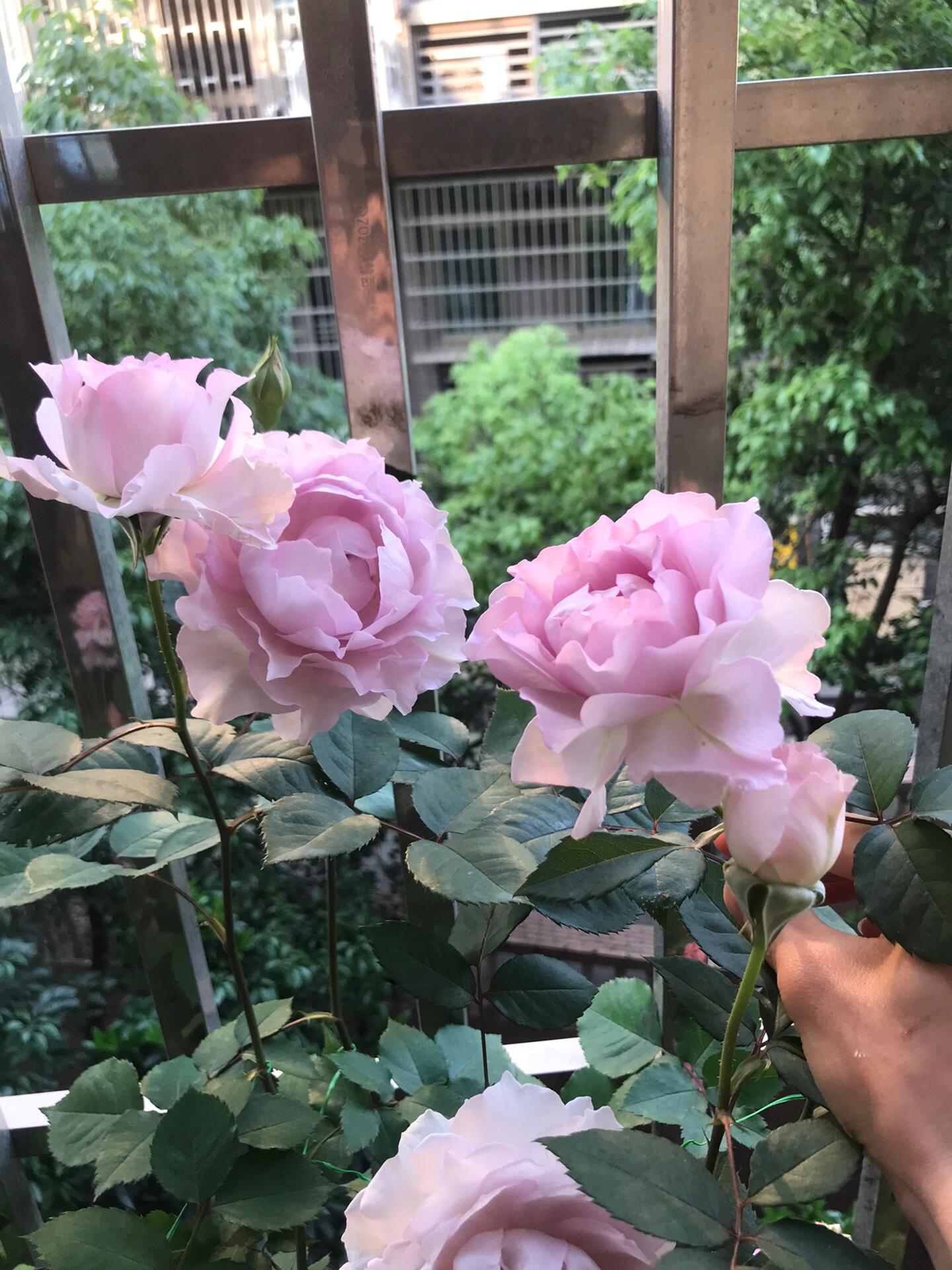 Rose【Lu Ning Xiang｜露凝香| Dew Serenade】- 1.5Gal OwnRoot LivePlant| Heat Resistant| Redolent| Less-Thorns| Dreamy| Highly Recommended| New 2022