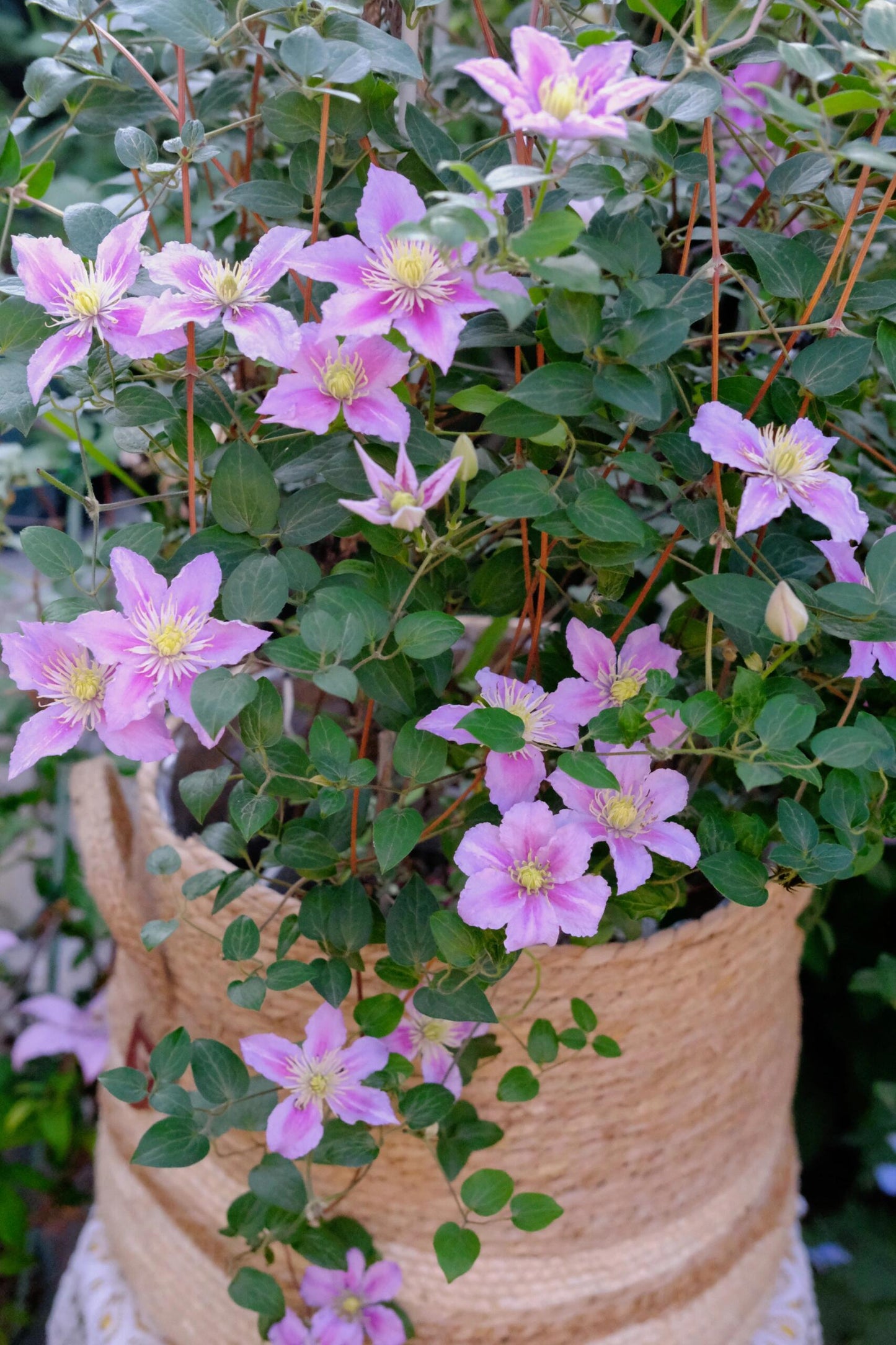 Clematis【Piilu｜小鸭】- 9P LivePlant｜