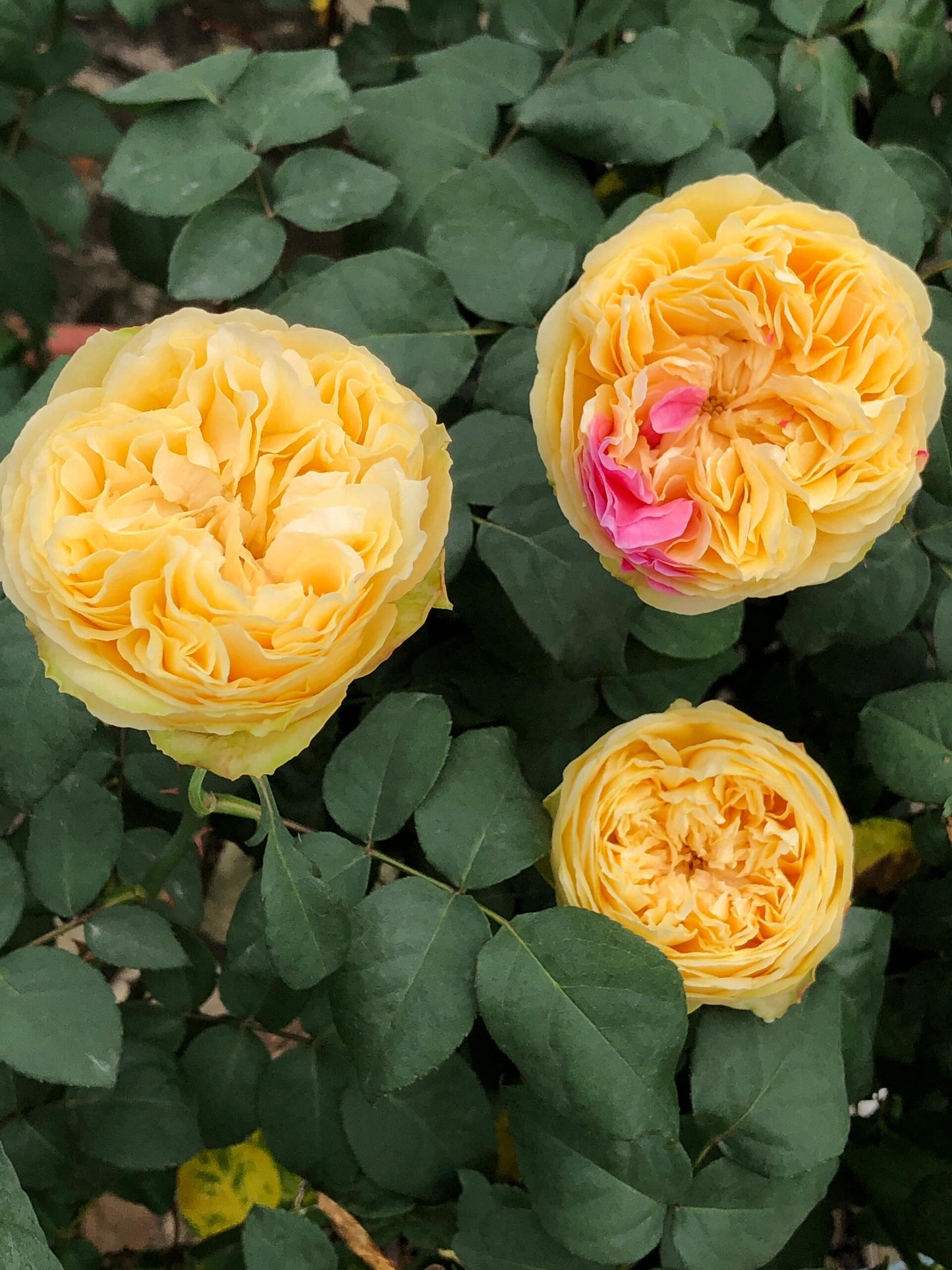 Rose【Fugetsu｜ふうげつ】-Surprise Rosa|  风月| Heat Resistant| Abundant Blooming| Less Thorns| Surprise rose| 風月| Balcony Rose