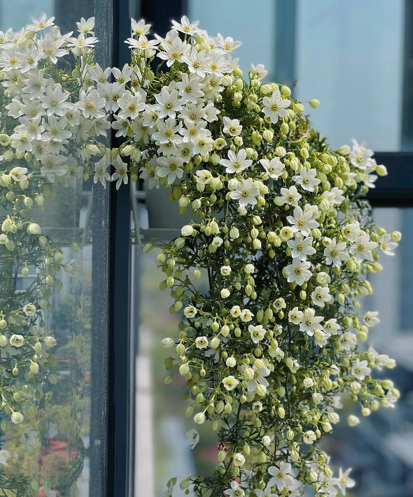 Clematis【Joe】- Liveplant｜银币｜Popular Floral waterfall