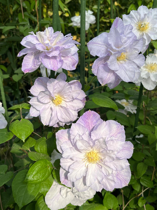 Clematis【Veronica's choice】- LivePlant｜维罗妮卡的选择｜Fairy Double Clematis｜Gradient