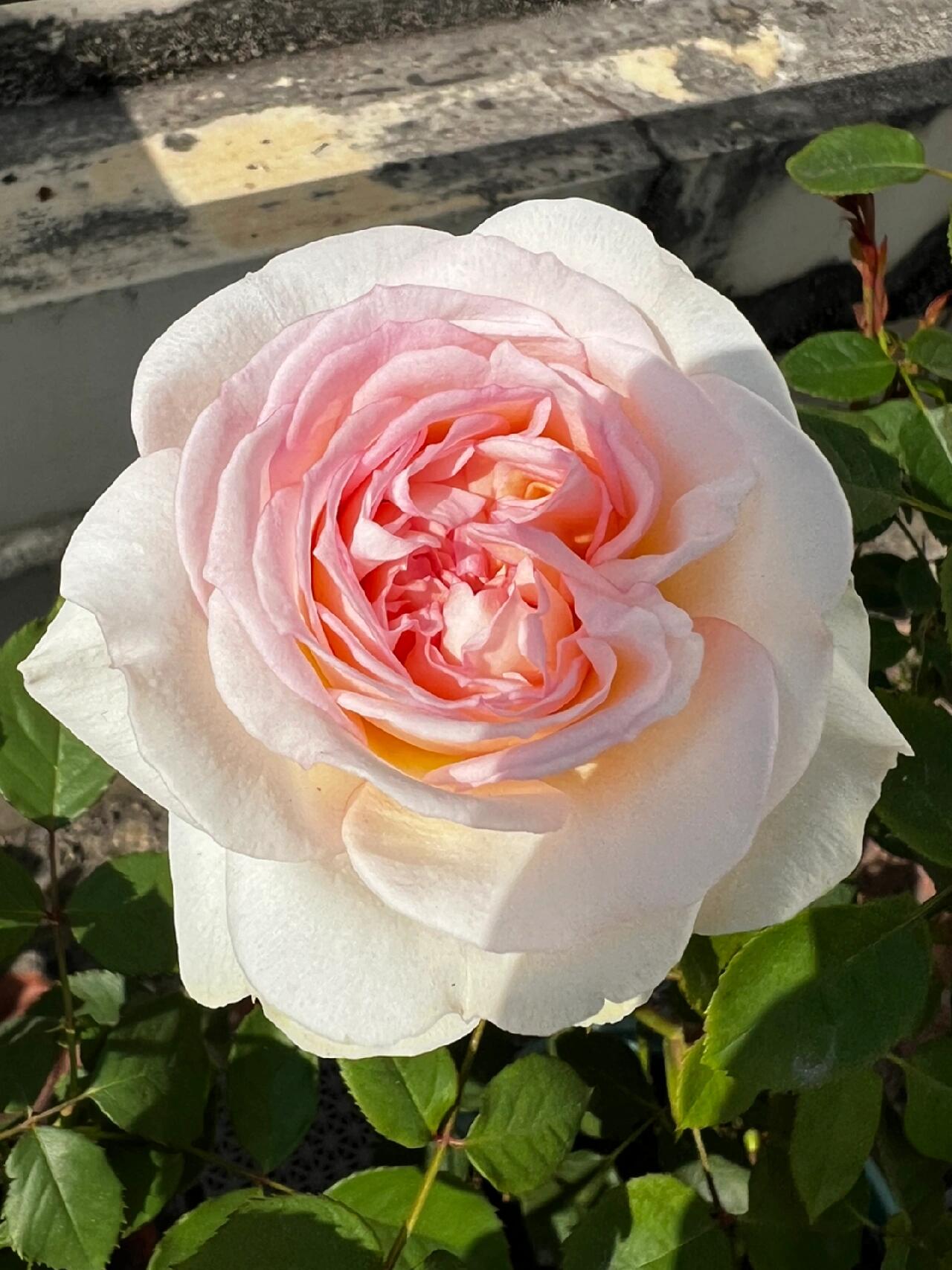 Rose【Avekutowa｜アヴェークトワ】- 1 Gal Live Plant｜与你同在｜New Variety 2020｜Colorful Blooms