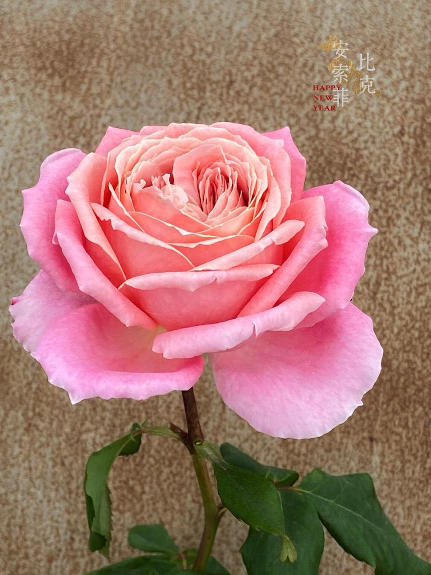 Rose【Anne-Sophie Pic】-1.5 Gal OwnRoot LivePlant｜安索菲比克｜Heat-Resistant