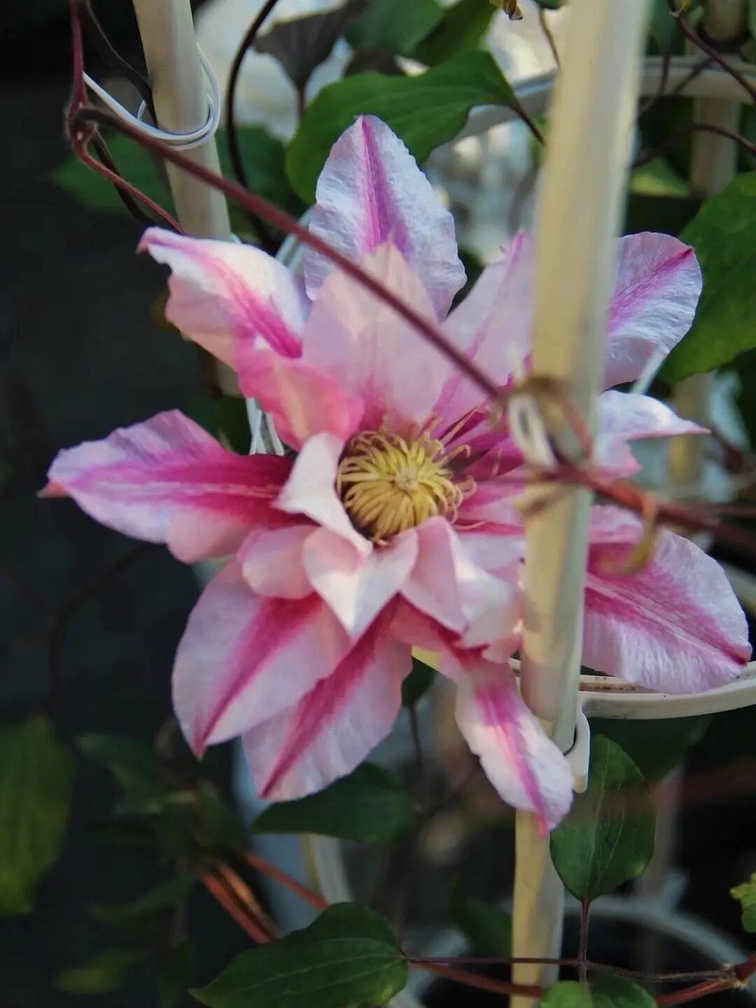 Clematis【Patricia Ann Fretwell】- LivePlant｜帕特丽夏｜Early Large-flowered Group｜