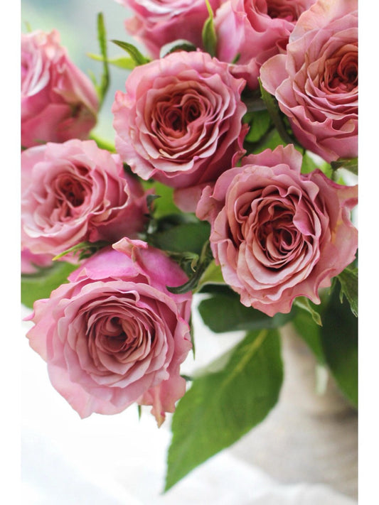 Rose【Purple Road｜Zi Mo】- 紫陌 | New Variety coffee Rosa| Extended vase life| Rich in color| Redolent| Florists Rose