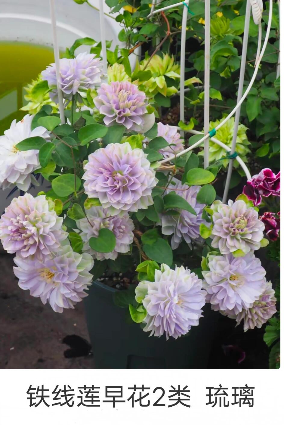 Clematis 【Ruriokoshi ｜ルリオコシ】- 9P ｜Pre-Order - Ships Oct 1st Week ｜ 琉璃 ｜Japanese Rare Clematis | Rich and Unique Colors