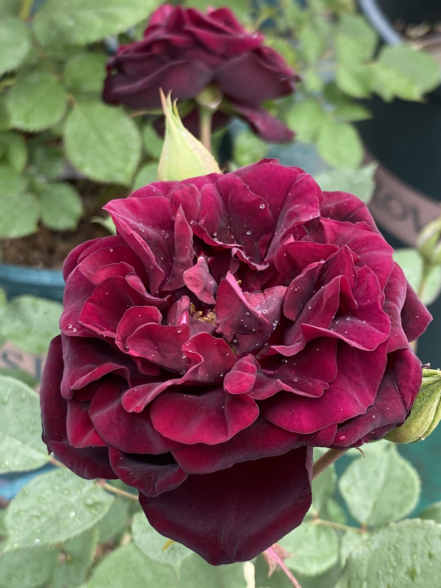 Rose【Louis XIV｜ルイ14世】-OwnRoot LivePlant｜路易十四| Classic Vintage Black Velvet Rose｜Strong Fragrance| Cut Flower| Retro Fuchsia| Balcony