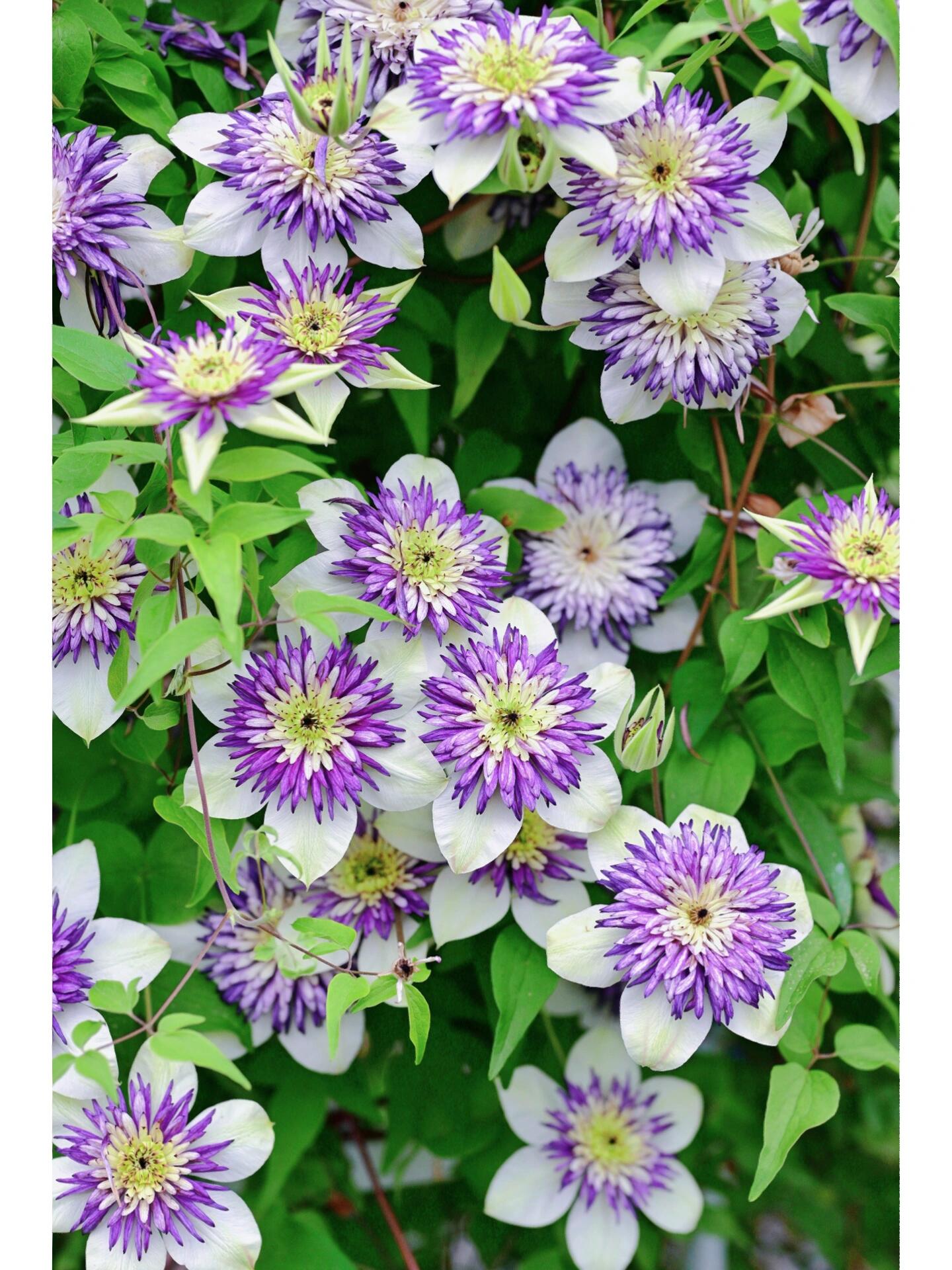 Rare Clematis 【New Viennetta 】- 9PLive Plant| -  Double-flowered | 千层雪| 新幻紫| Florida Group| Large Flower