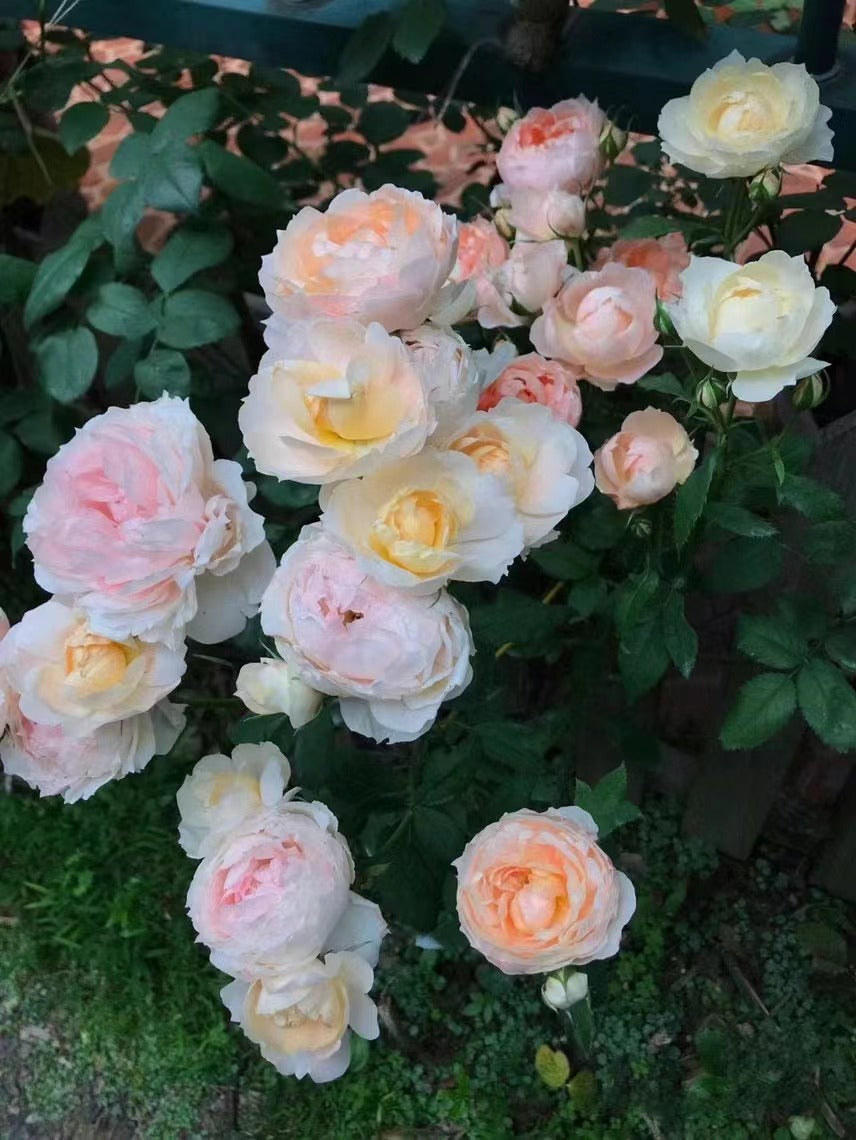 Rosa【La Zebra Patience|ラ シャンス ゼブラ 】OwnRoot-Rare | Thornless | Versatile | Stripes| Strong adaptability| Bloom Repeatedly| 斑马耐心| Unique color