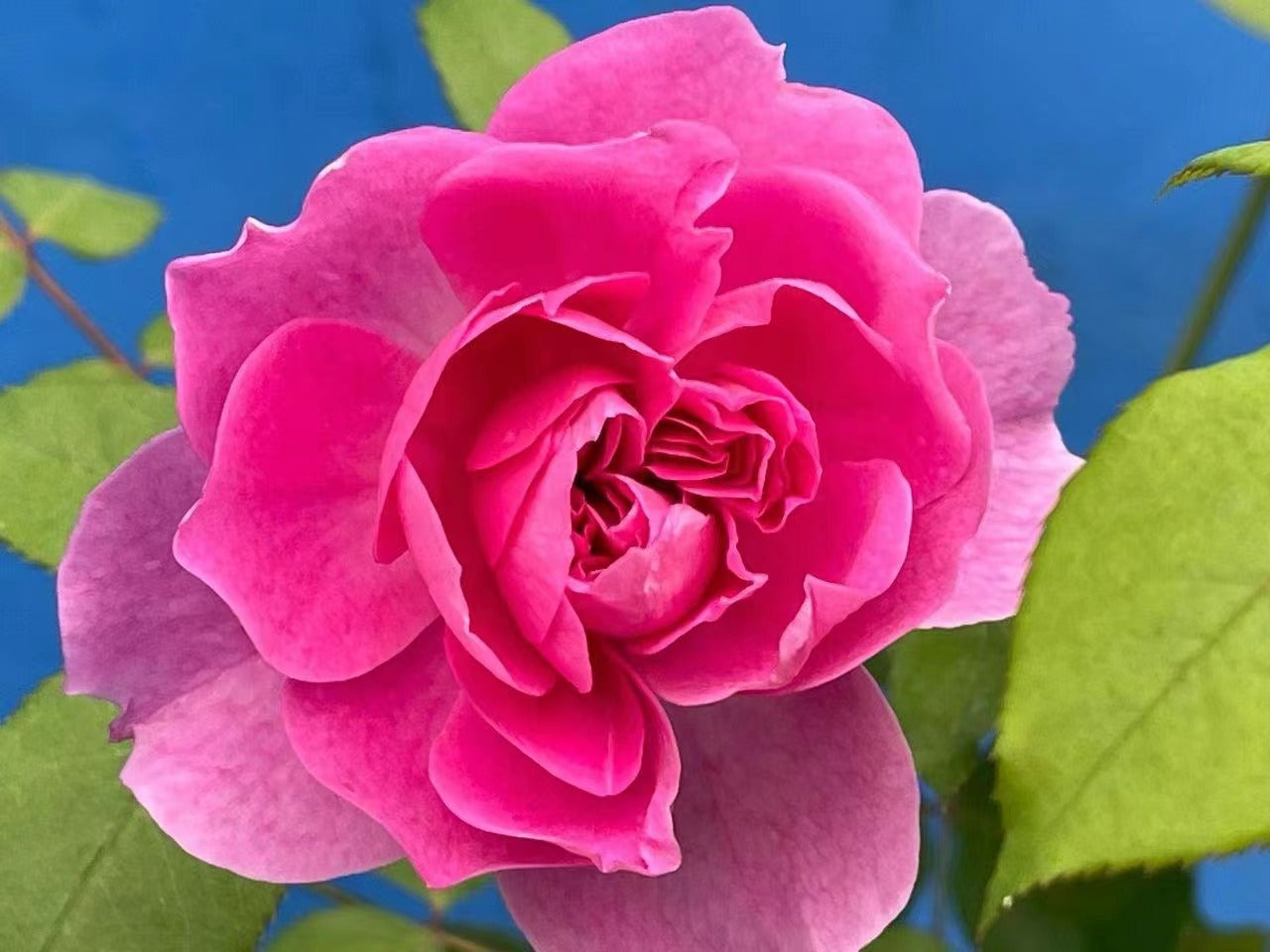 Rose【Raphael |ラファエル】 -1 GalOwnRoot｜Israfel| 河本 純子| Heat Resistant| 拉斐尔天使| Easy to Grow| つるバラ| Long flowering period| Strong Disease Resistance