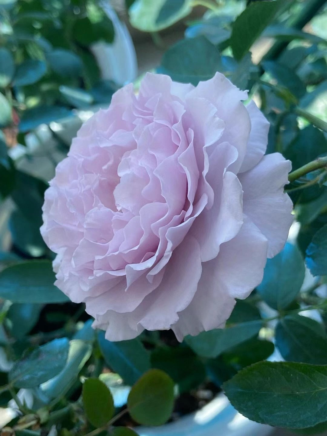 Trend Rose{ Libellula | リベルラ}-Japanese Rare OwnRoot 1-1.5Gal | Ruffle Lace| Especially| 蜻蜓| 今井ナーセリー | 木立バラ| Thornless| Sun Tolerant|