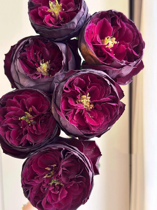 Rose{Royale/ ロワイヤル} OwnRoot| Black Velvet| 皇宫|Strong Disease Resistance| Sumptuous| Strong Adaptability| Less thorns| Strong Fragrance