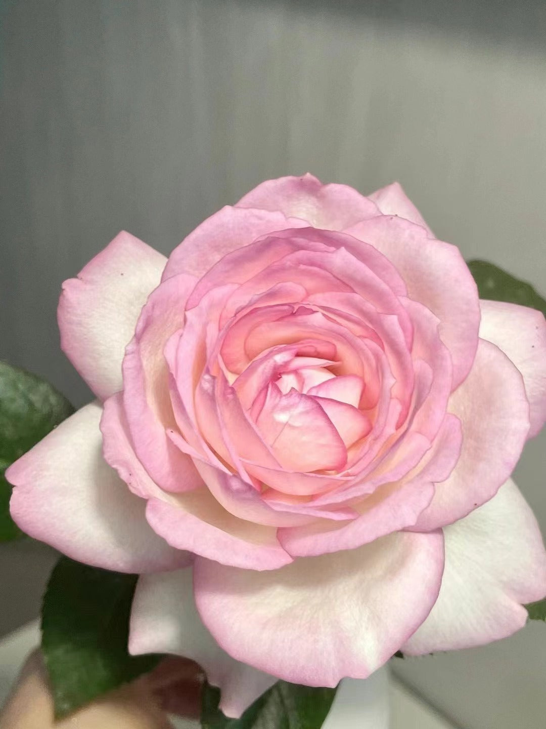 Rose 【La Rose Optimiste 】オプティミストの - Own Root｜Large Bloom| 乐天派｜Similar to Eden | Gradient| Cutting Rose| Easy to Grow| Heat Resistant|