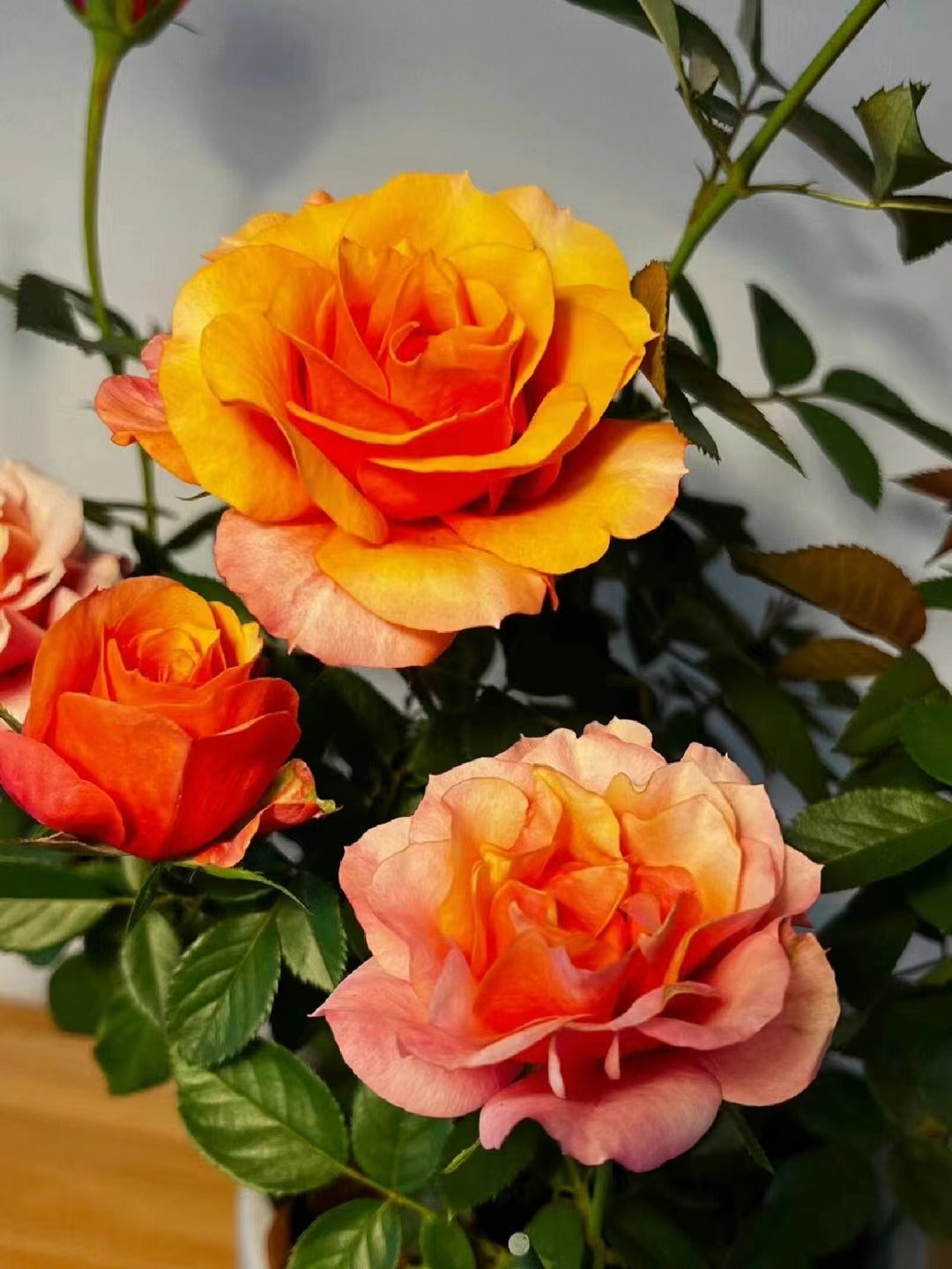 Rose【El Paso Forever】- 2 Gal Own Root LivePlant｜Award-winning| Thornless | 艾帕索| Heat Resistant| Denmark Rosa| Large Flower| Floribunda Rose