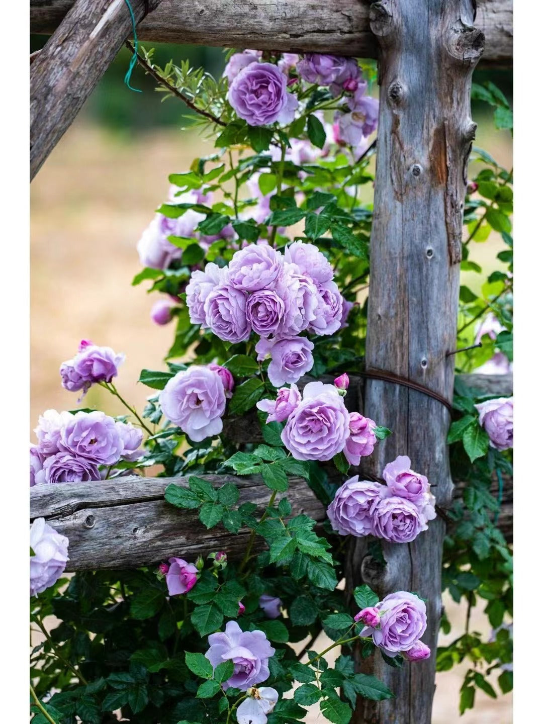 Rosa 【Blue Storm| Shinoburedo|しのぶれど】 - 1.5Gal OwnRoot| Fragrance| Strong Adaptability| Heat-Resisting| Repeated Flowering| LessThorn| 蓝色风暴 2016