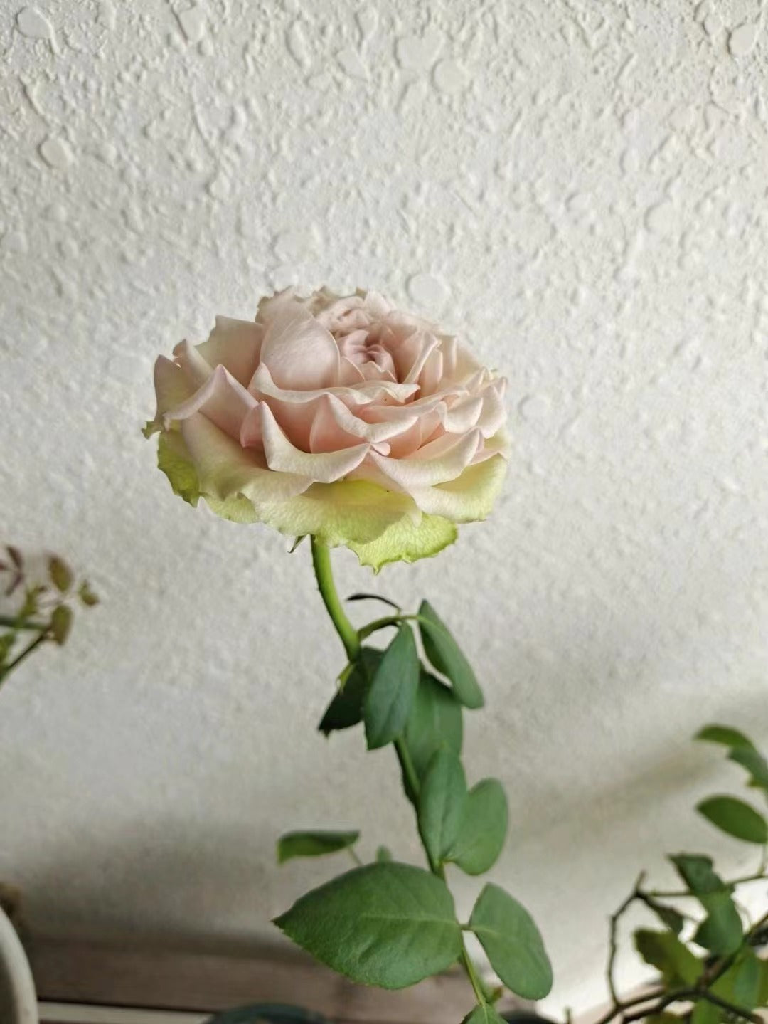 Rose【Kaoruko ｜カオルコローズ】2 Gal+ Own Root Bare Root｜Rare Japanese Rose| 熏子 玫瑰| Vintage Palette| Long flowering period| 木立バラ|