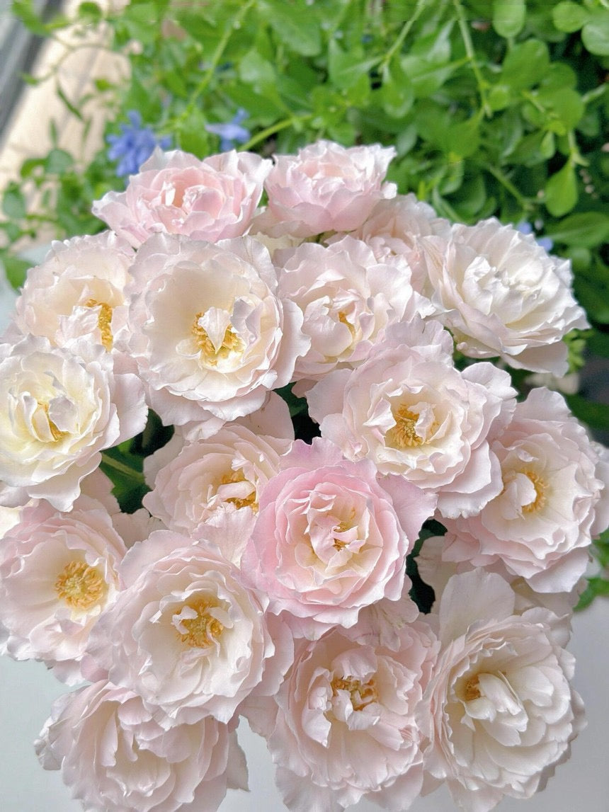 Rose【Princess Tenko｜プリンセステンコー】- 3 Gal LivePlant｜Rare Japanese Rosa｜天宫公主｜Large Bloom｜Heat Resistant |Floribunda Rose| Gradient