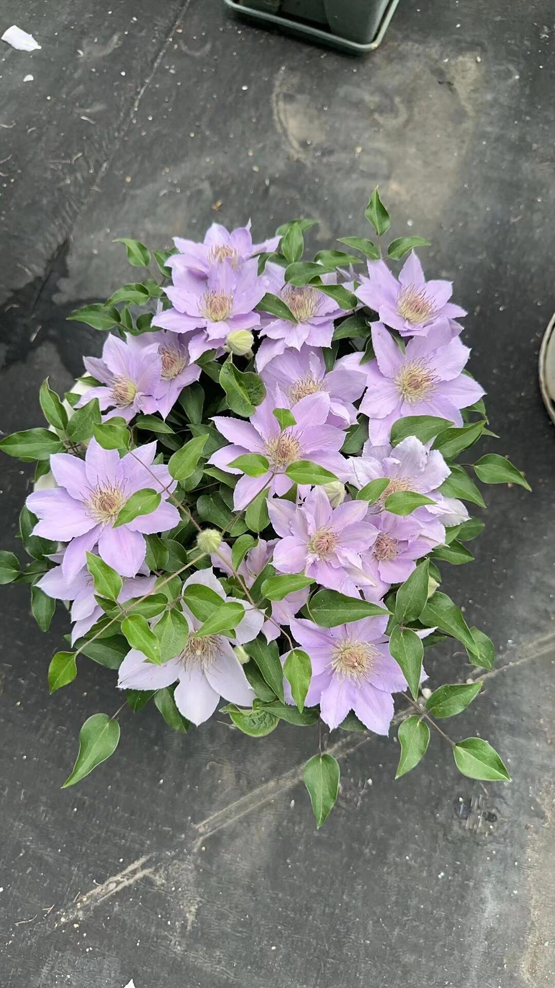 Clematis【Filigree】- LivePlant｜金银丝/ 故里｜Dwarf Clematis